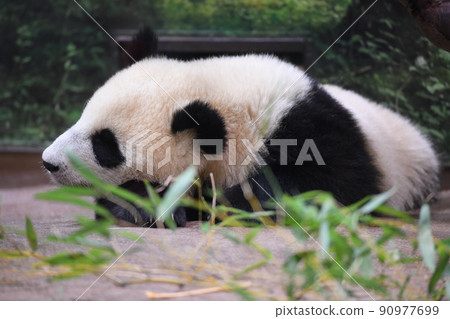 小熊貓在午睡時間 小熊貓在午睡時間 90977699