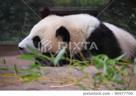 Baby panda at nap time Baby panda at nap time 90977700