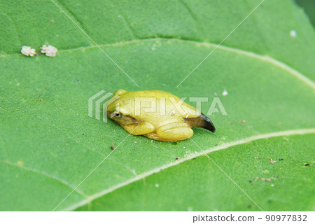 A frog with a tail A frog with a tail 90977832