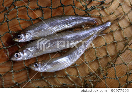 Smelt fishes on net (Pacific little smelt) 90977993