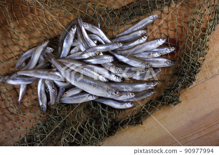 Smelt fishes on net (Pacific little smelt) 90977994