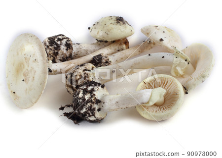 Amanita verna (destroying angel, mushroom fool, fool's mushroom). Deadly poisonous mushroom 90978000