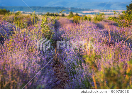 Sunset Lavender Field in the summer 90978058