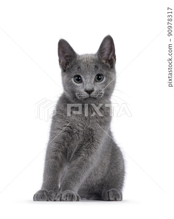 Russian Blue cat on white background Russian Blue cat on white background 90978317