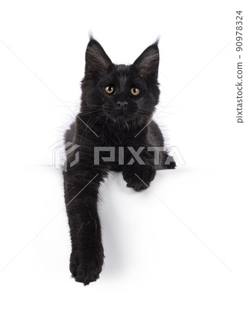 Maine Coon cat kitten on white background Maine Coon cat kitten on white background 90978324