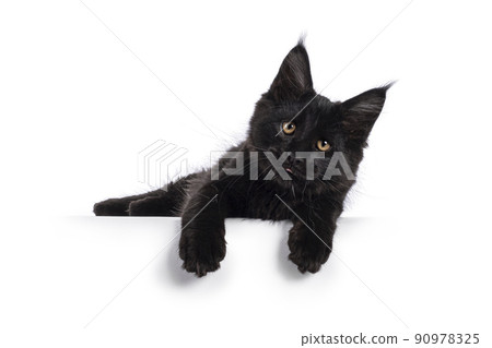 Maine Coon cat kitten on white background Maine Coon cat kitten on white background 90978325