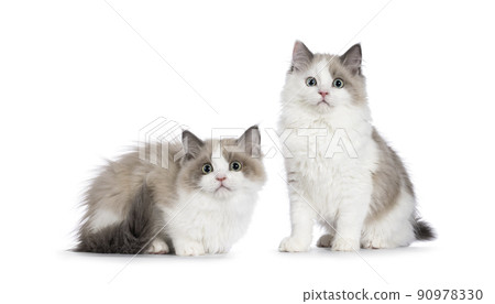 Mink Ragdoll cat on white 90978330