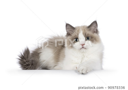 Mink Ragdoll cat on white 90978336