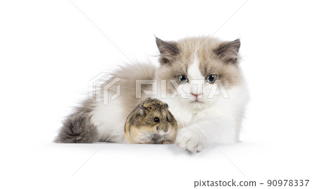 Mink Ragdoll cat on white 90978337