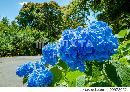 Hydrangea Hydrangea 90978652