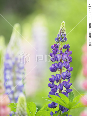 Colorful lupine (dark purple) 90978717