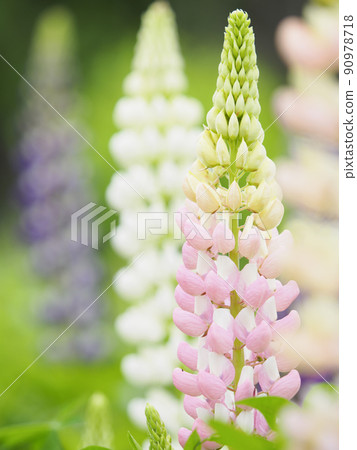 Colorful lupine (light pink) 90978718