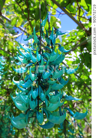 Ishigaki Island Jade vine 90978719