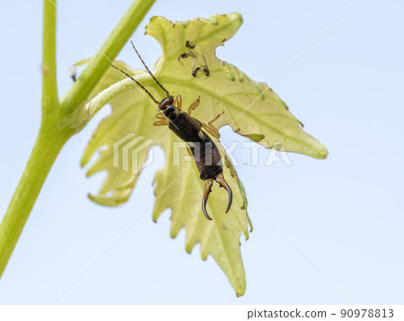earwig insect Forficula auricularia on a leaf macro 90978813