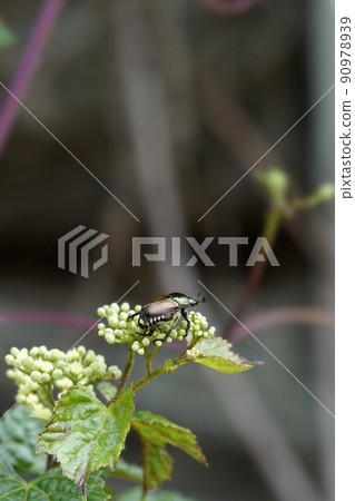 Japanese beetle, an insect that grows on the flowers of vines 90978939
