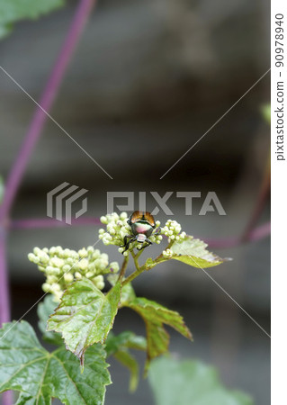 Japanese beetle, an insect that grows on the flowers of vines 90978940