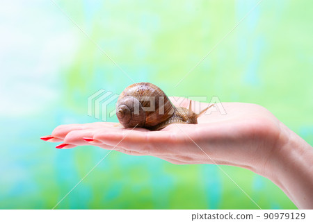 A snail crawls over a woman's hand. Cosmetic product made from snail mucin. Rejuvenation. Snail therapy A snail crawls over a woman's hand. Cosmetic product made from snail mucin. Rejuvenation. Snail therapy 90979129