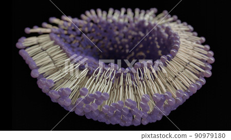 3D rendering lipid bi-layer cell anatomy - 3D Rendering 90979180