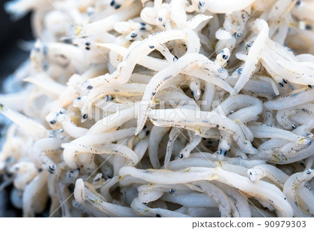 Silas Silas 90979303