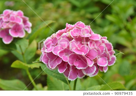 Pink hydrangea 90979435