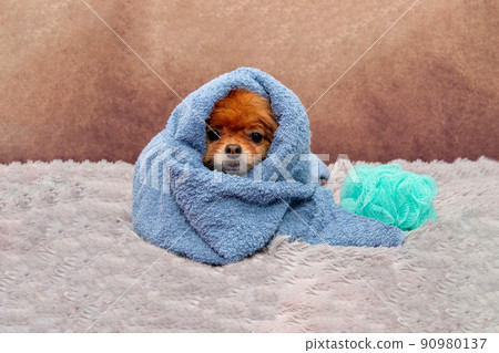Cute pomeranian in a towel after bathing Cute pomeranian in a towel after bathing 90980137