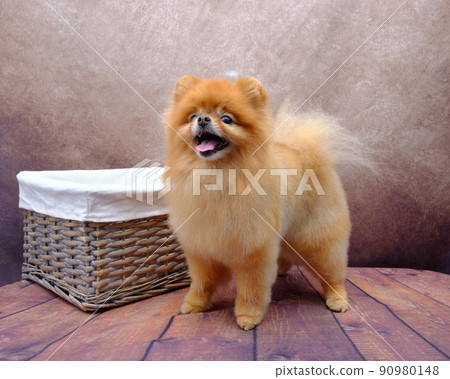 a pomeranian dog stands near a rattan basket a pomeranian dog stands near a rattan basket 90980148
