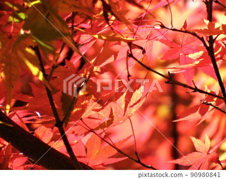 Autumn leaves and sunlight Autumn leaves and sunlight 90980841