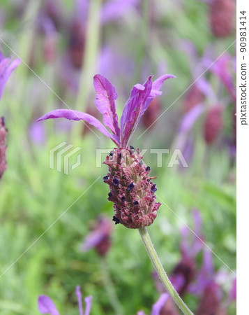 Lavender stoecas flowers Lavender stoecas flowers 90981414