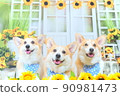 Sunflower and Corgi 90981473