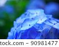 hydrangea flower 90981477