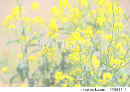 堤岸油菜花開（高調） 90981541