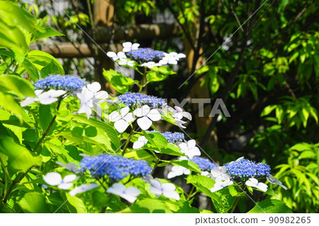 June Meguro 162 Hydrangea, Hydrangeaceae, Meguro Sky Garden 90982265