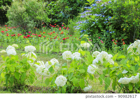 Kazahaya no Sato Hydrangea Garden in full bloom 90982617