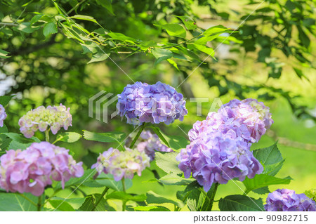 風早之裡繡球花園盛開 90982715