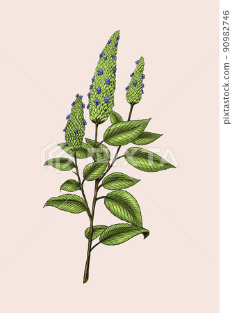Chia seeds. Plant or herb. Salvia hispanica. Spice or Condiment or flavoring or granule or grain 90982746