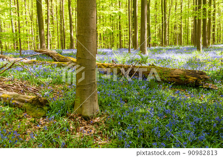 Hallerbos on a sunny spring afternoon Hallerbos on a sunny spring afternoon 90982813