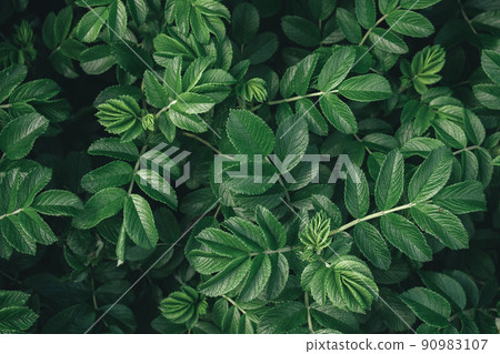 Abstract green leaves of rose hip background. Natural dog-rose textured foliage. Dark toned canker rose flowers. Backplate for organic products presentation. Nature, environment conservation concept Abstract green leaves of rose hip background. Natural dog-rose textured foliage. Dark toned canker rose flowers. Backplate for organic products presentation. Nature, environment conservation concept 90983107