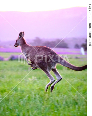 Parent-child kangaroo jump Parent-child kangaroo jump 90983164
