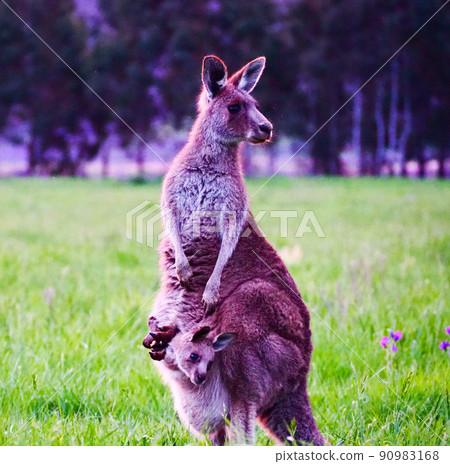 Parent-child kangaroo looking to the right Parent-child kangaroo looking to the right 90983168
