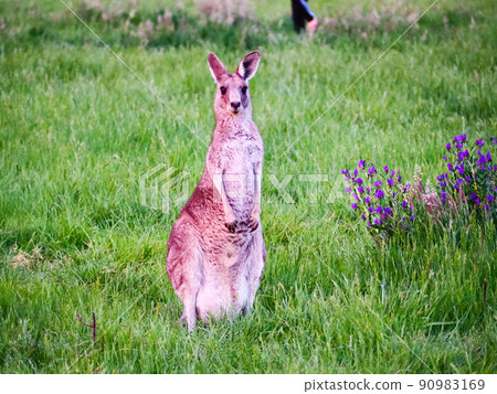 Wild kangaroo Wild kangaroo 90983169