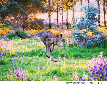 Kangaroo in a flower field 90983170