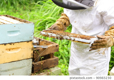 Beekeeper checking the condition of the hive 90983230