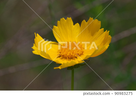 Okin Keike Okin Keike 90983275