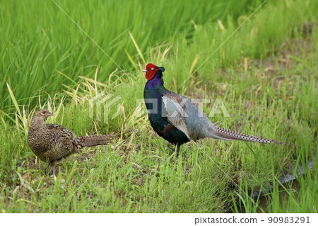 雉雞/日本 90983291