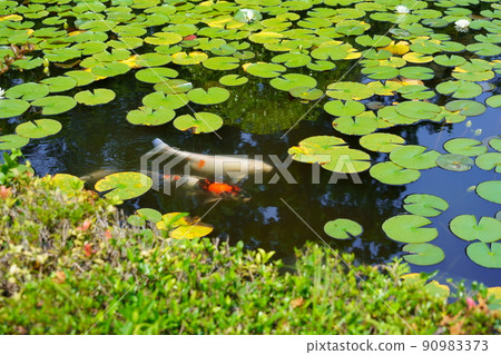 Koi in the pond of Kannonji, Kyotanabe City, Kyoto 90983373