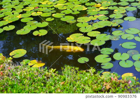 Koi in the pond of Kannonji, Kyotanabe City, Kyoto 90983376