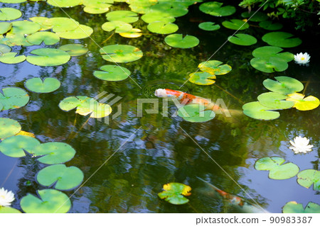 Koi in the pond of Kannonji, Kyotanabe City, Kyoto 90983387