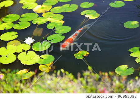 Koi in the pond of Kannonji, Kyotanabe City, Kyoto Koi in the pond of Kannonji, Kyotanabe City, Kyoto 90983388