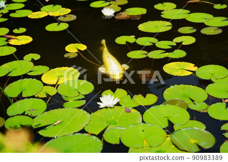 Koi in the pond of Kannonji, Kyotanabe City, Kyoto 90983389