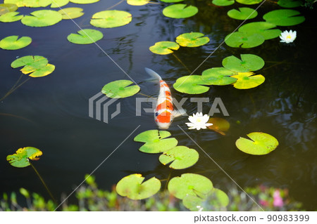 Koi in the pond of Kannonji, Kyotanabe City, Kyoto 90983399
